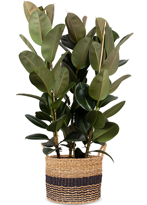 Ficus elastica (Gummibaum) (XL) kaufen