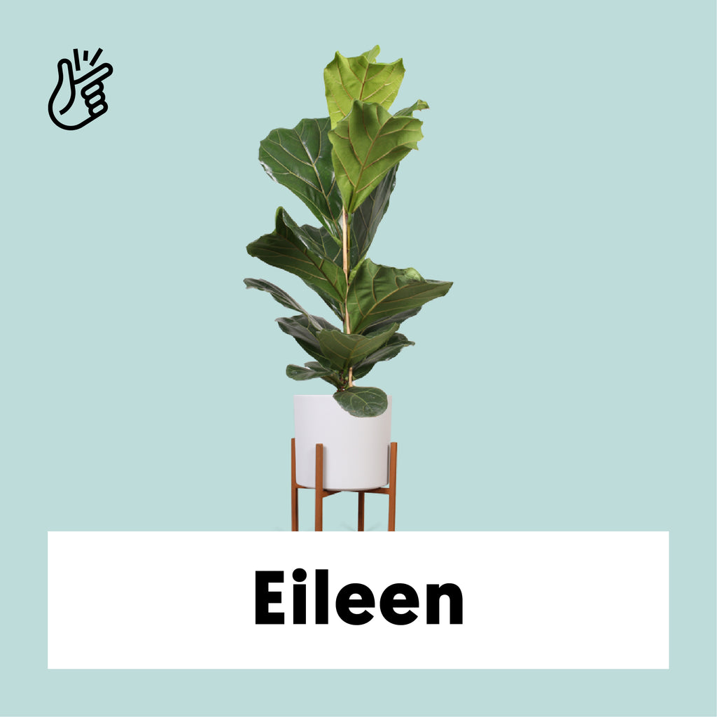 Ficus lyrata (Geigenfeige) kaufen