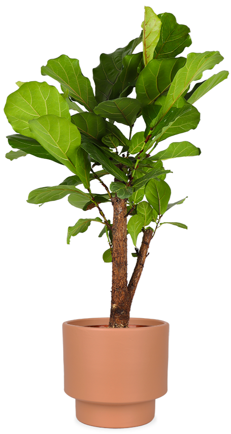 Ficus lyrata verzweigt (Geigenfeige) kaufen