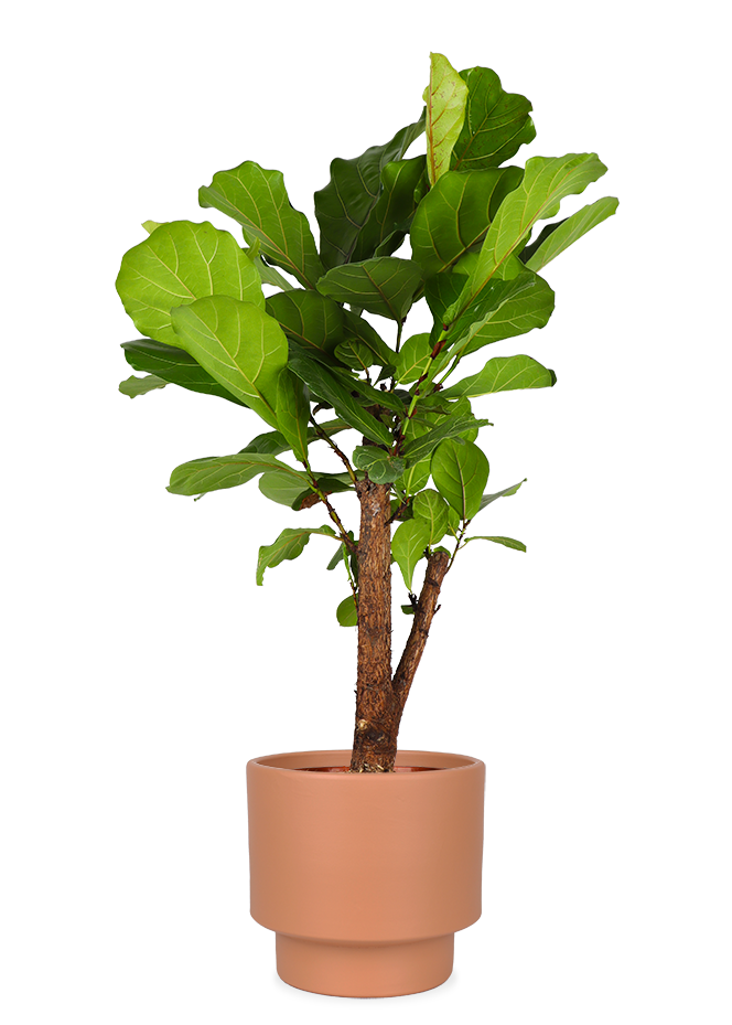 geigenfeige verzweigt Ficus lyrata verzweigt (Geigenfeige) kaufen