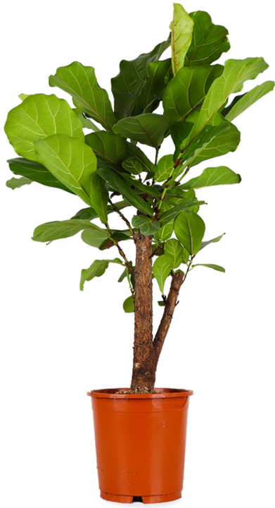 Ficus lyrata verzweigter Stamm (Geigenfeige) (L)