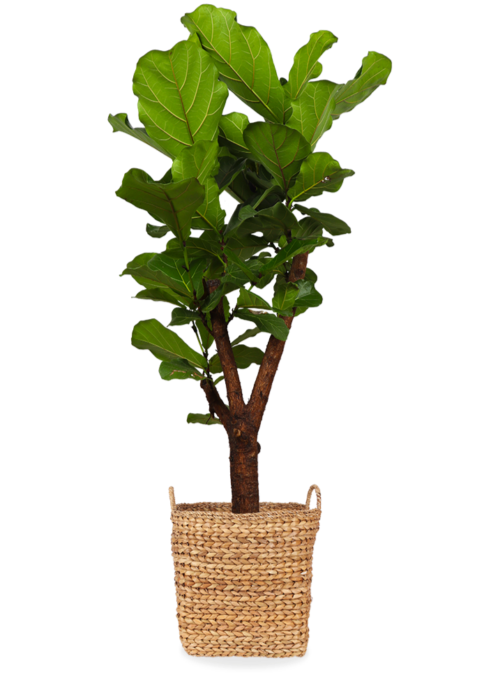 Ficus lyrata verzweigt (Geigenfeige) kaufen