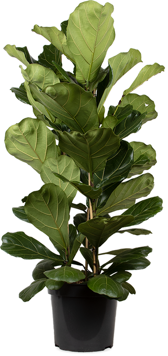 Ficus lyrata (Geigenfeige) (XL)