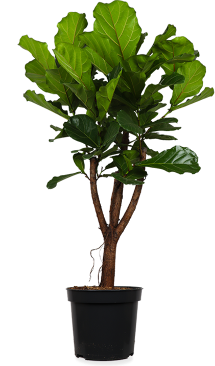 Ficus lyrata verzweigter Stamm (Geigenfeige) (XL)