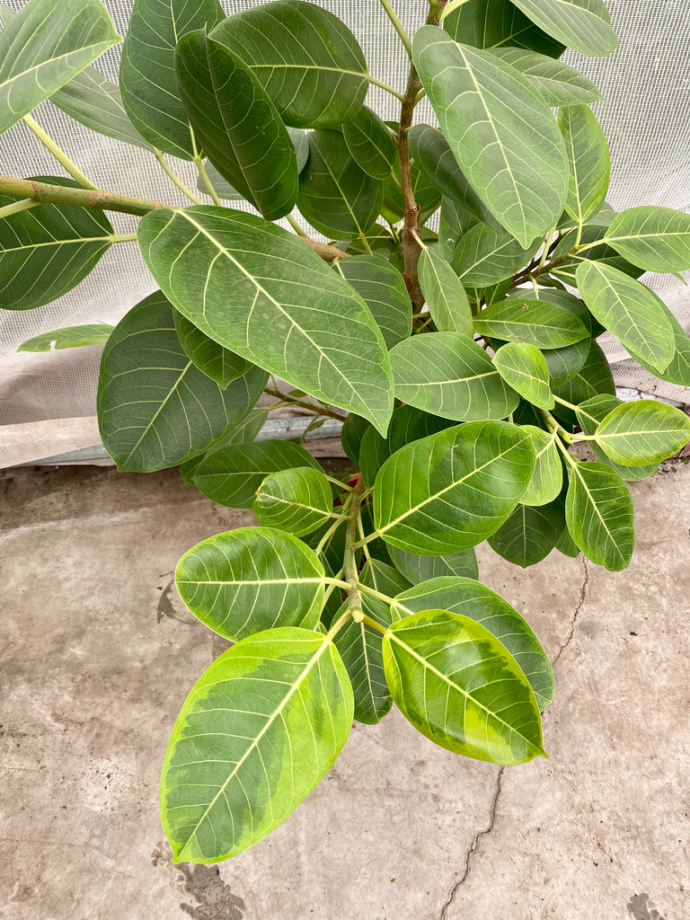 ficus altissima pflege Ficus Benghalensis Altissima (XL) kaufen? | Aïsha