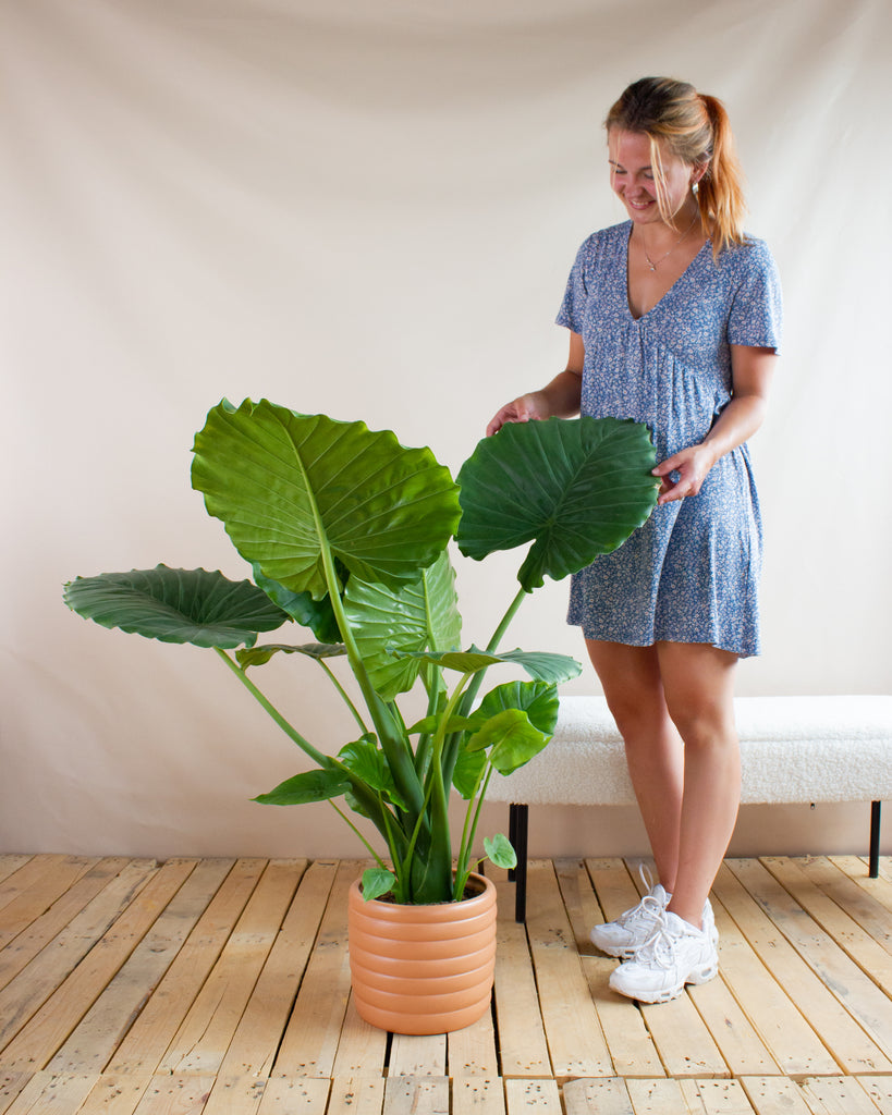 elefantenohr alocasia macrorrhizos Alocasia macrorrhiza (Elefantenohr) kaufen
