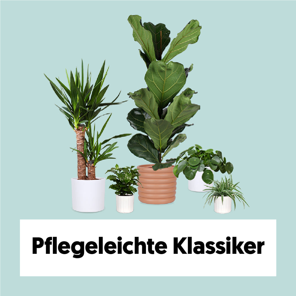 Pflegeleichte Klassiker