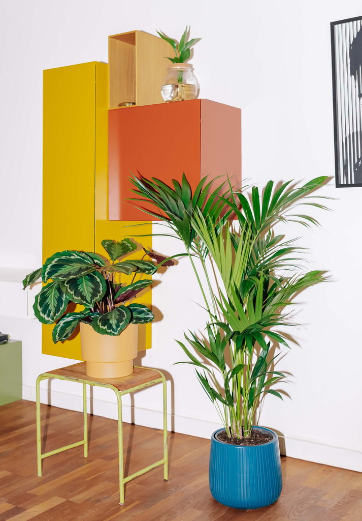 Howea forsteriana (Kentiapalme) kaufen