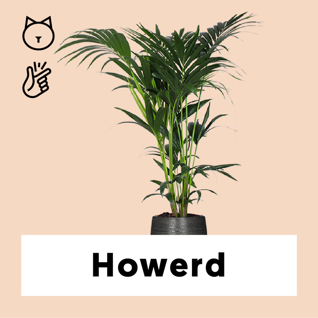 kentia palme kaufen obi Howea forsteriana (Kentiapalme) kaufen