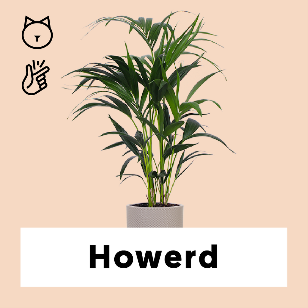 Howea forsteriana (Kentiapalme) kaufen