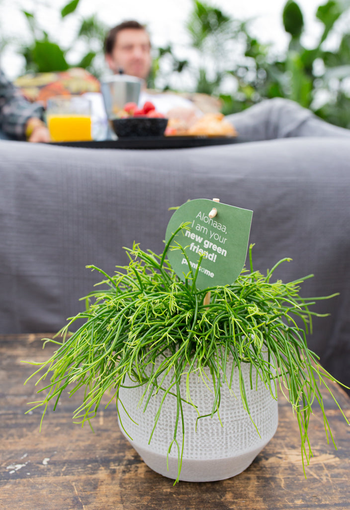 Rhipsalis cashero (Korallenkaktus) kaufen