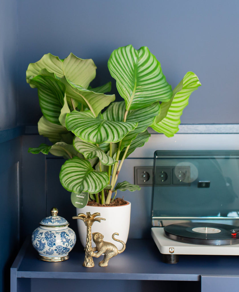 Calathea Orbifolia kaufen? | Isabella