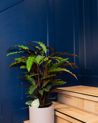 inspiratie-1