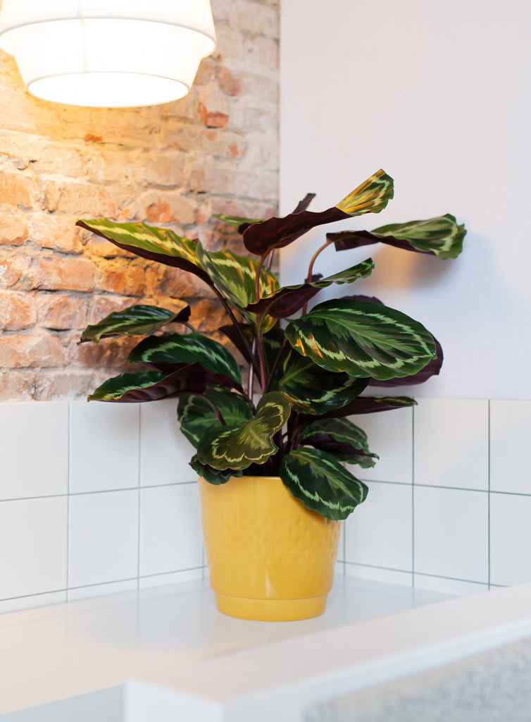 Calathea Medallion kaufen? | Sophia