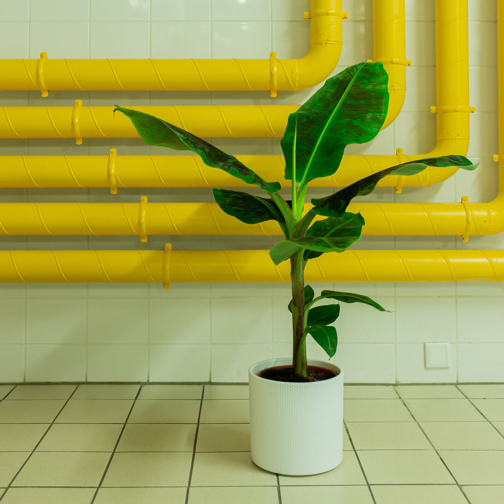 Musa dwarf (Bananenpflanze) kaufen