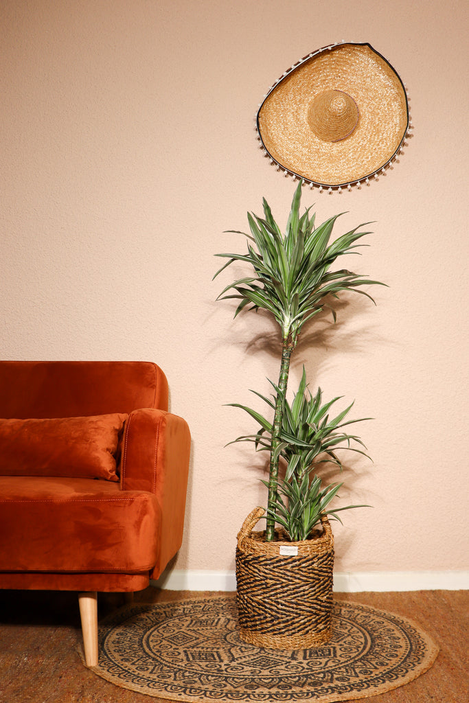 Dracaena Warneckei (Drachenbaum) kaufen? | Enzi