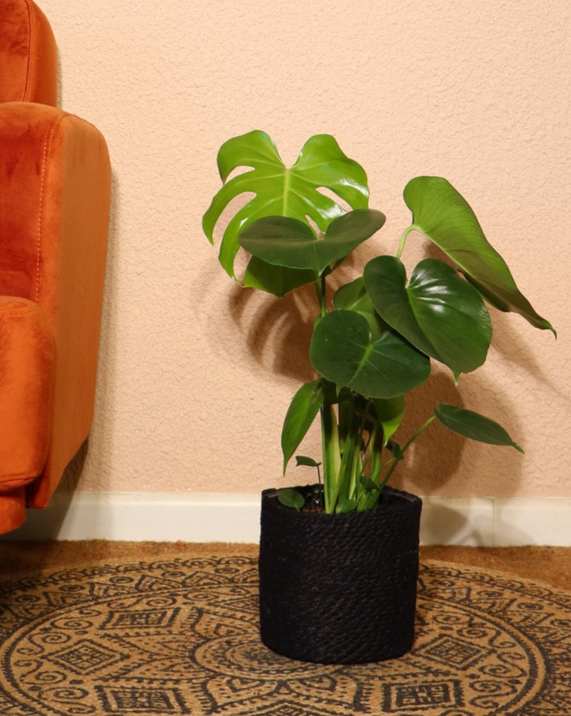 philodendron rhaphidophora tetrasperma Rhaphidophora main image 0