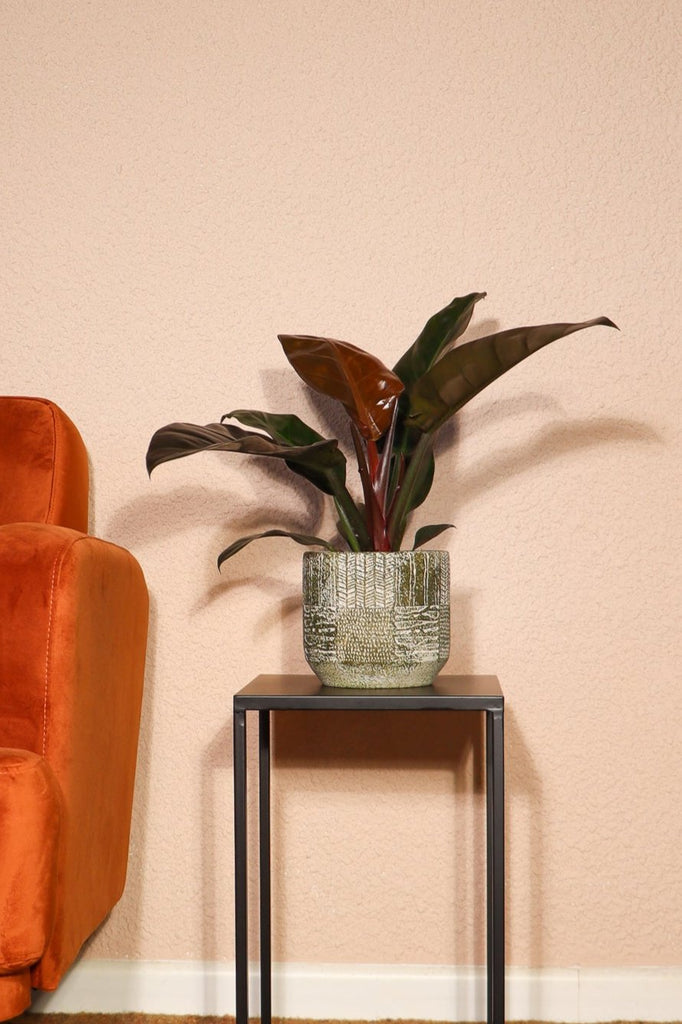 baumfreund imperial red Philodendron Imperial Red (Baumfreund) kaufen? | Emily