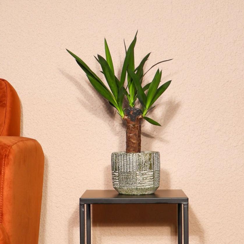 Yucca (Palmlilie) (XS) | Johnny | 40 cm