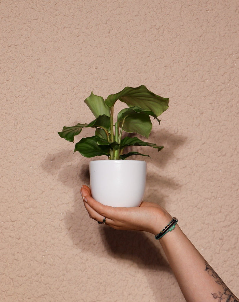 Calathea Orbifolia (Korbmarante) (XS) kaufen? | Isabella