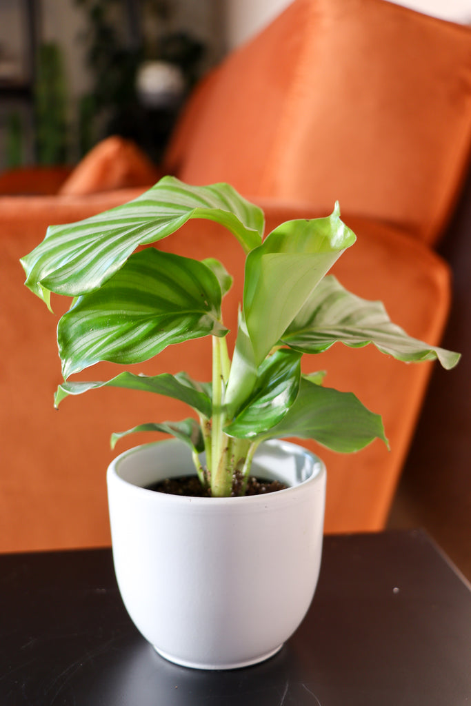 Calathea Orbifolia (Korbmarante) (XS) kaufen? | Isabella | Plantsome