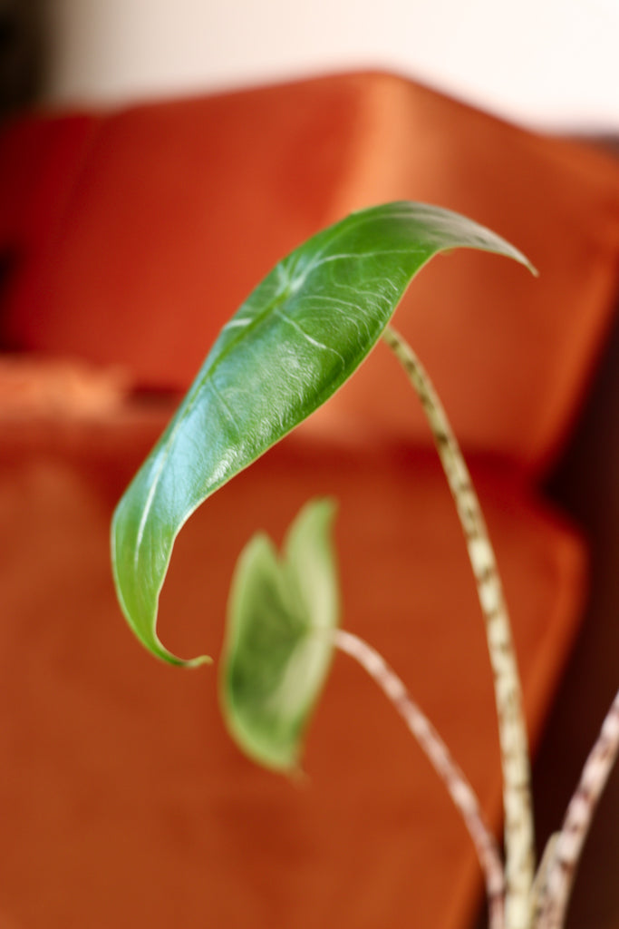 Alocasia Zebrina (Elefantenohr)(XS) kaufen