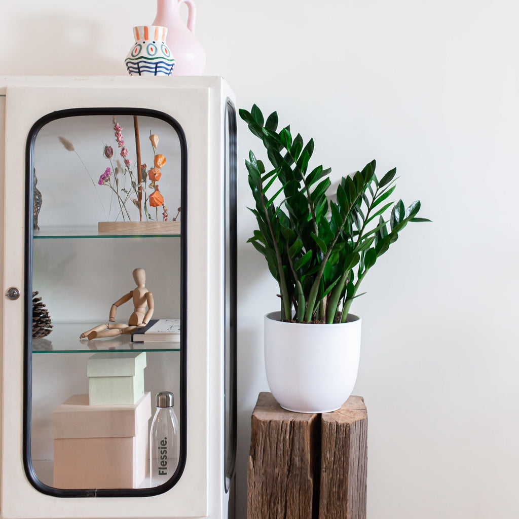 Zamioculcas (Glücksfeder) kaufen | 60 cm