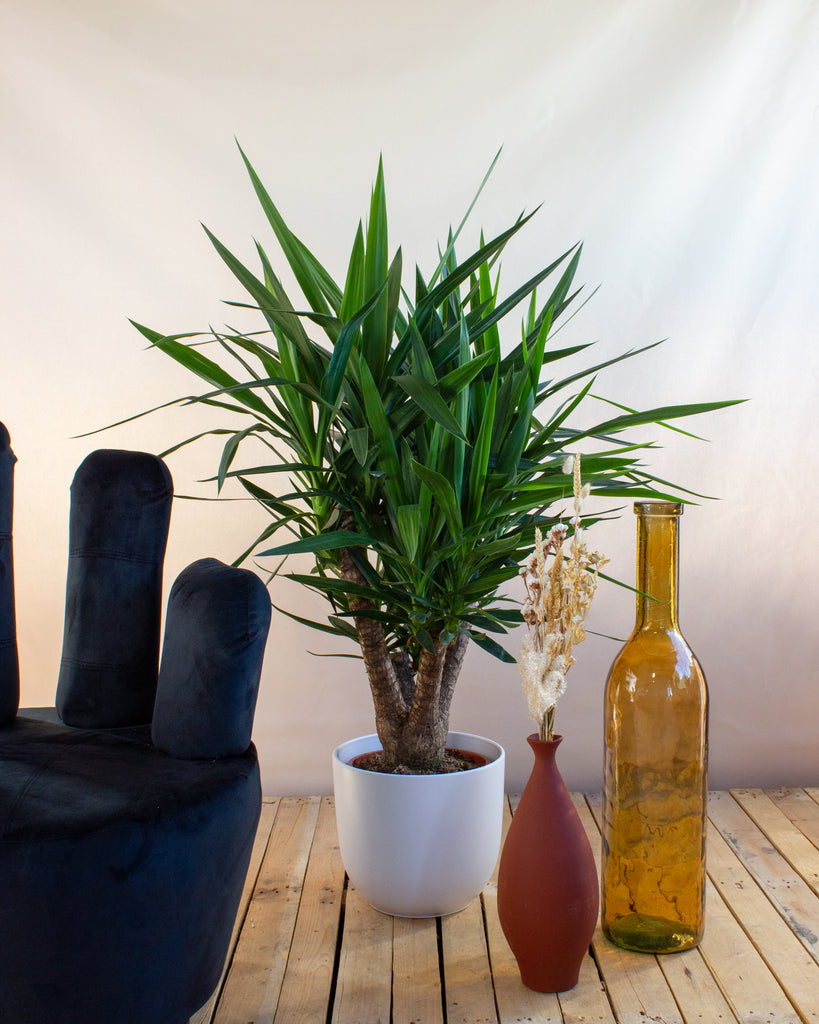 Yucca verzweigter Stamm (Palmlilie) (L) kaufen