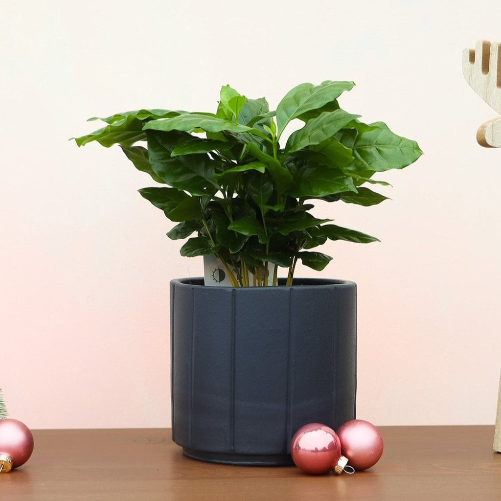 Coffea arabica (Kaffeepflanze) kaufen