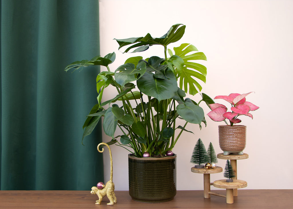 monstera pflanze bestellen Monstera deliciosa (Fensterblatt) kaufen