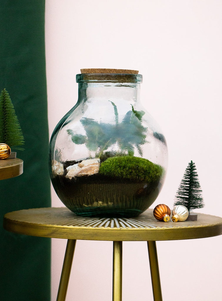 Flaschengarten (Terrarium) | Bruno | Plantsome
