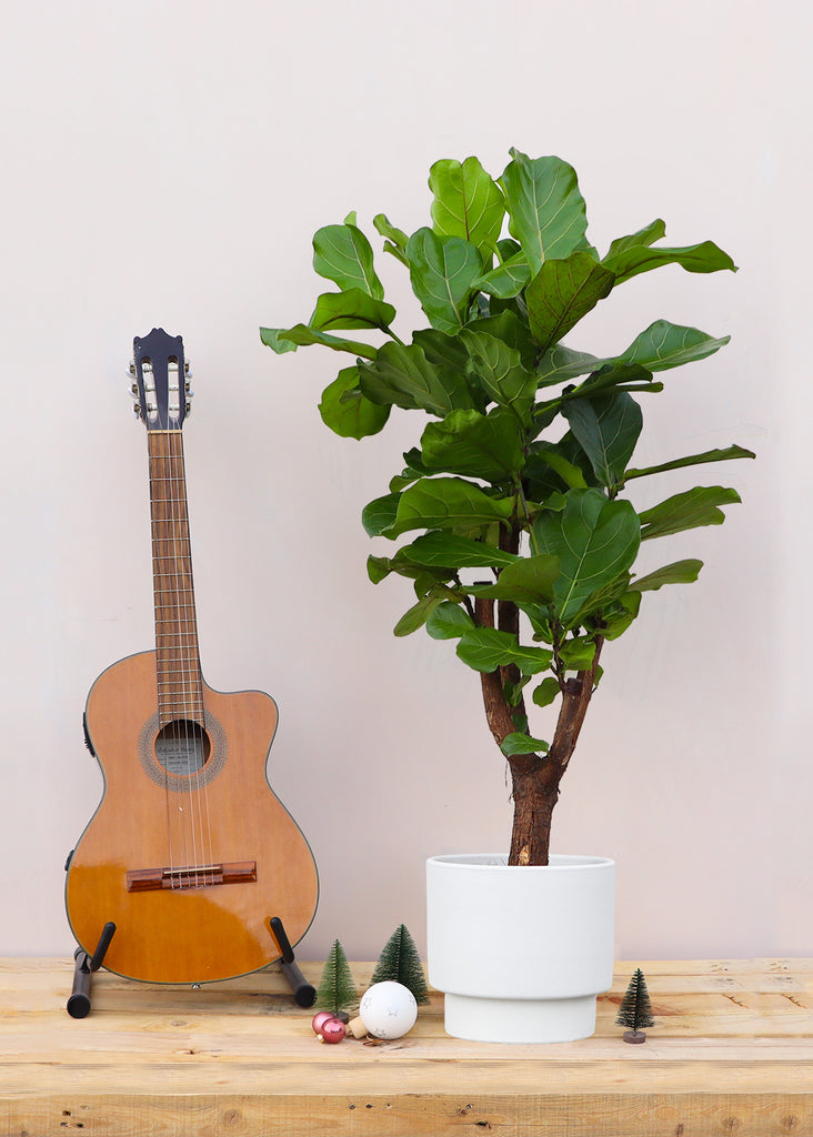 geigenfeige verzweigt Ficus lyrata verzweigt (Geigenfeige) kaufen