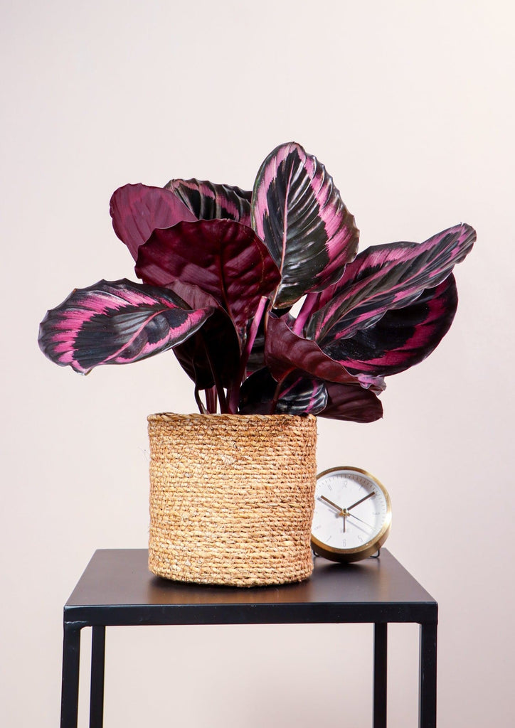 Calathea Surprisestar (Korbmarante) kaufen