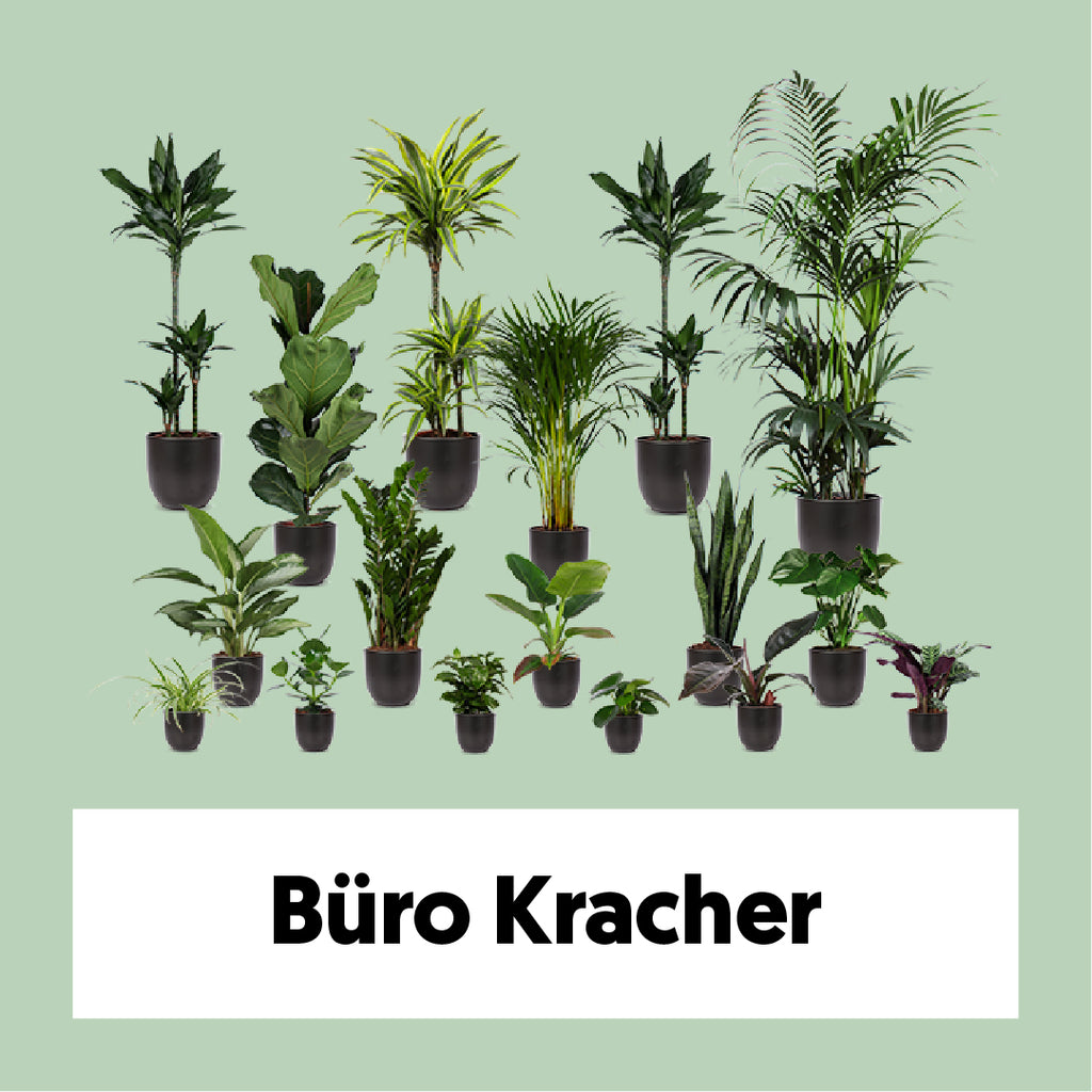 Büro Kracher