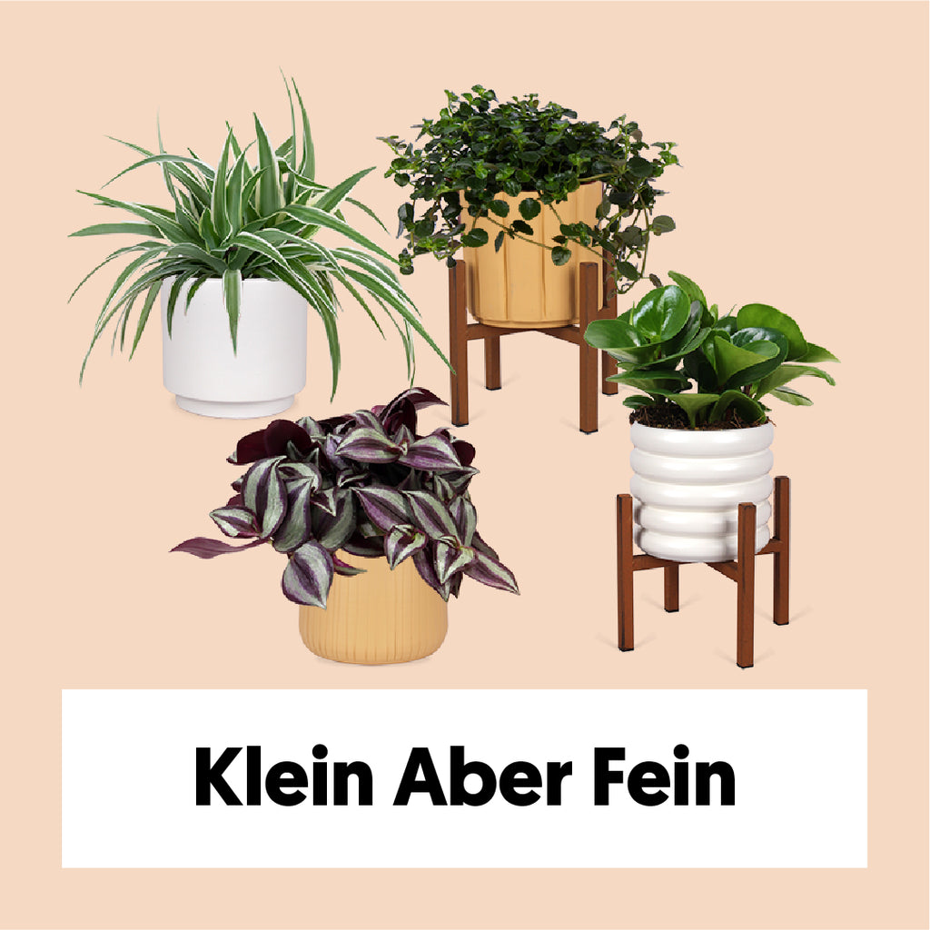 Klein aber fein