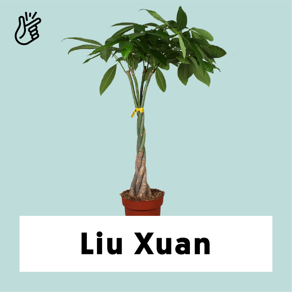 Pachira Aquatica (Glückskastanie) kaufen? | Liu Xuan