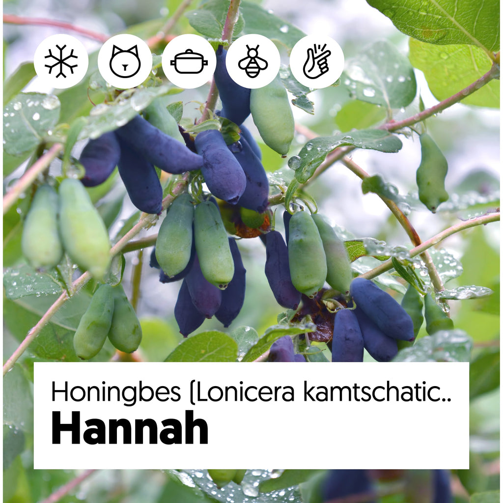 Honigbeere (Lonicera kamtschatica) kaufen