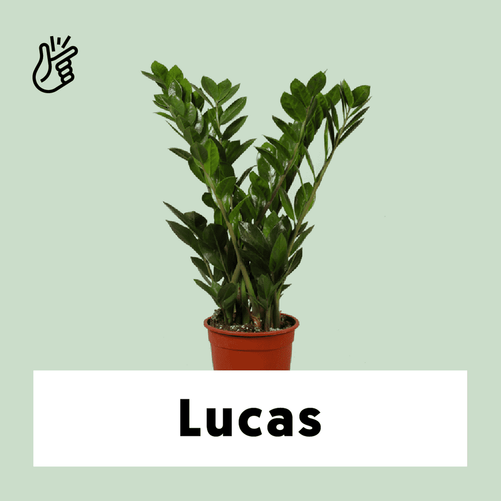 Zamioculcas (Glücksfeder) kaufen | 60 cm