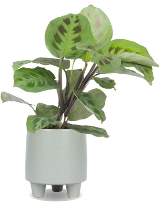 Maranta leuconeura (Pfeilwurz) kaufen