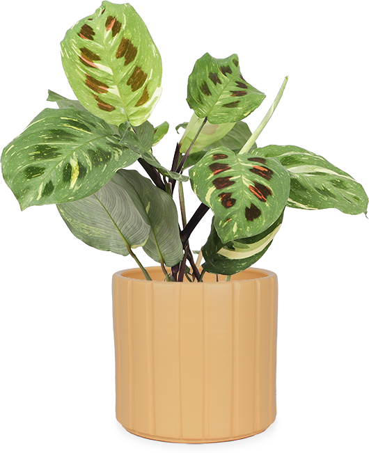 Maranta kerchoveana variegata (Pfeilwurz) kaufen