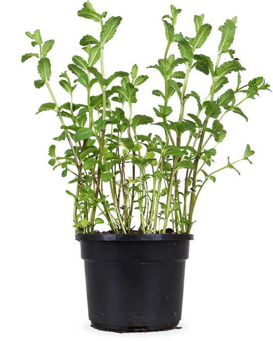 Minze (Mentha spicata) – Plantsome