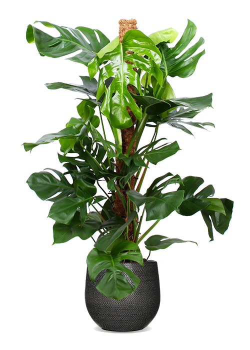 monstera groß kaufen Monstera Pertusum (Fensterblatt) kaufen? | Alfredo