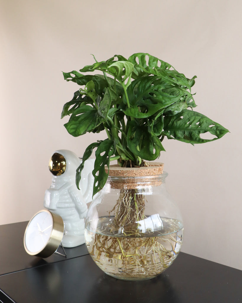 Monstera Monkey Mask in Glas kaufen? | Bo Kito