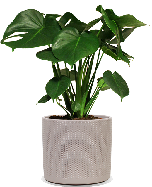 monstera blätter kaufen Monstera deliciosa (Fensterblatt) kaufen