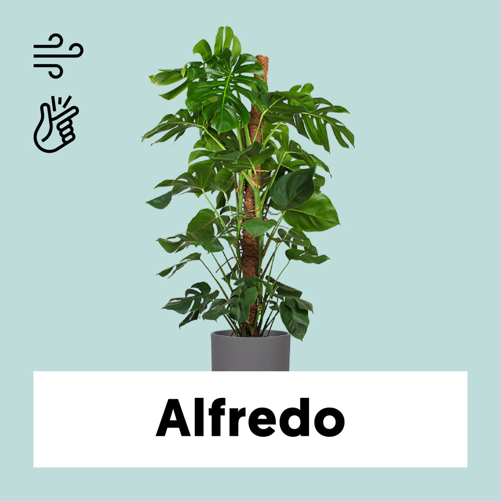 pertusum monstera Monstera Pertusum (Fensterblatt) kaufen? | Alfredo