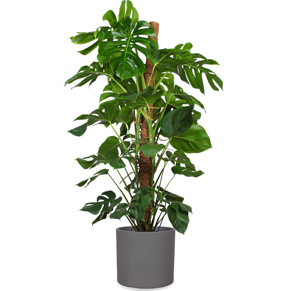 Monstera Pertusum (Fensterblatt) kaufen? | Alfredo
