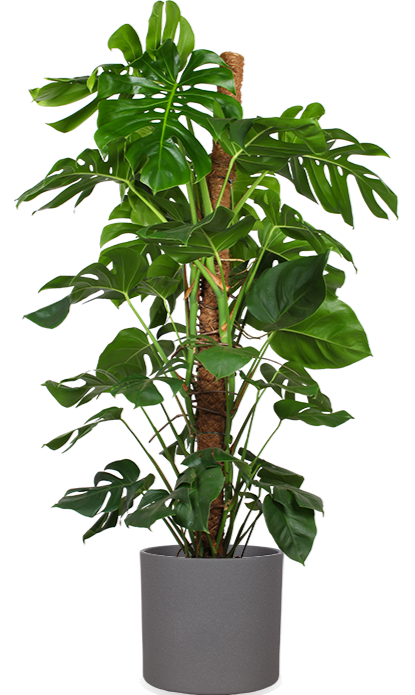 philodendron pastazanum silver Philodendron Pastazanum Silver – The Plant Boys main image 1