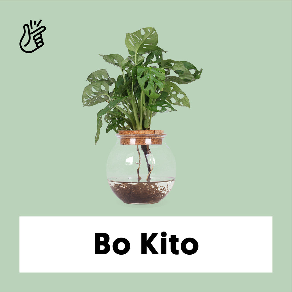 Monstera Monkey Mask in Glas kaufen? | Bo Kito