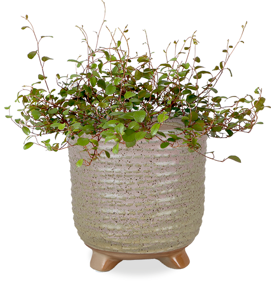 Muehlenbeckia Maori (S) | Drahtstrauch | Frodo