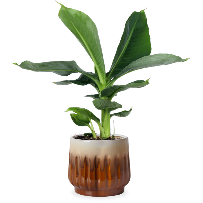 Musa dwarf (Bananenpflanze) kaufen